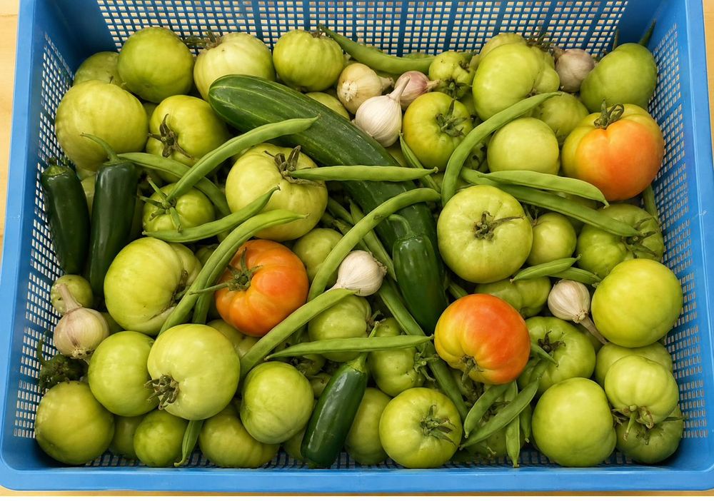 A single day's harvest