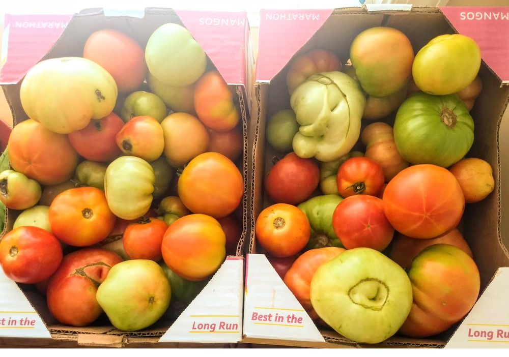 Box harvest · Heirloom tomatoes
